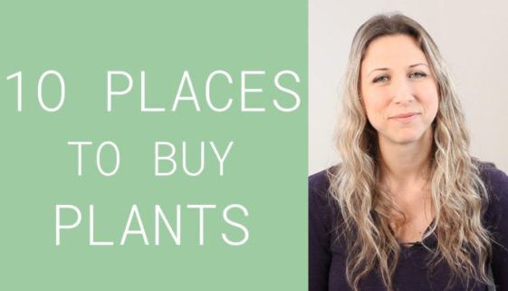 where to buy plants - 10 options