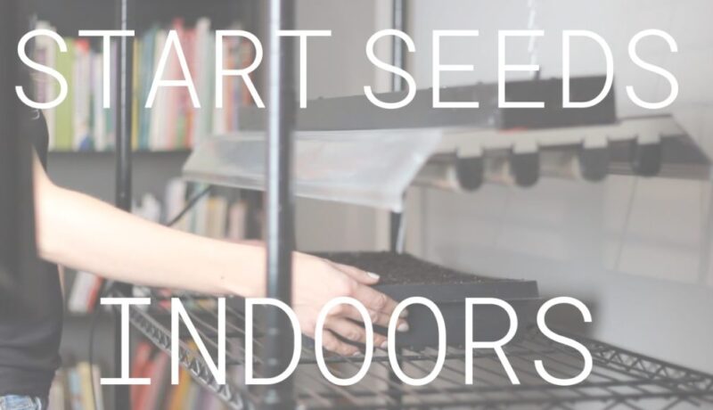 indoor seed starting setup