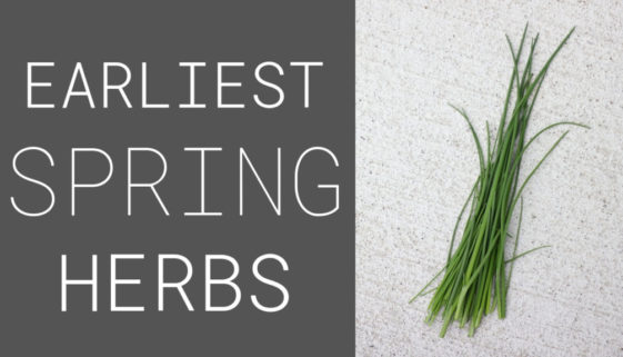early spring herbs for your low maintenance herb garden