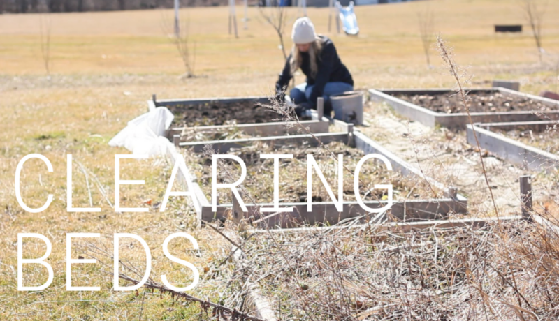 clearing overgrown weeds in raised bed