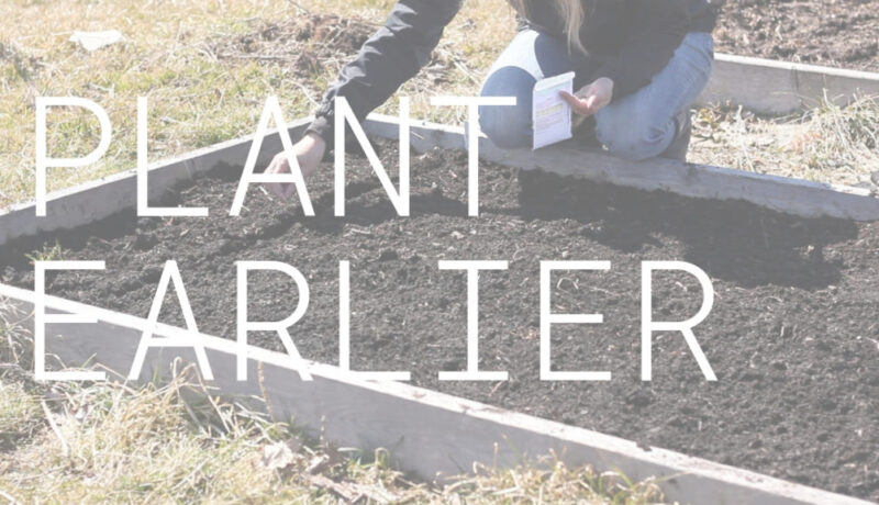 starting seeds outdoors in a raised bed