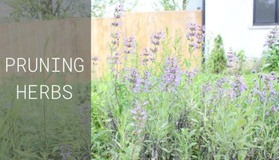 how to prune herbs