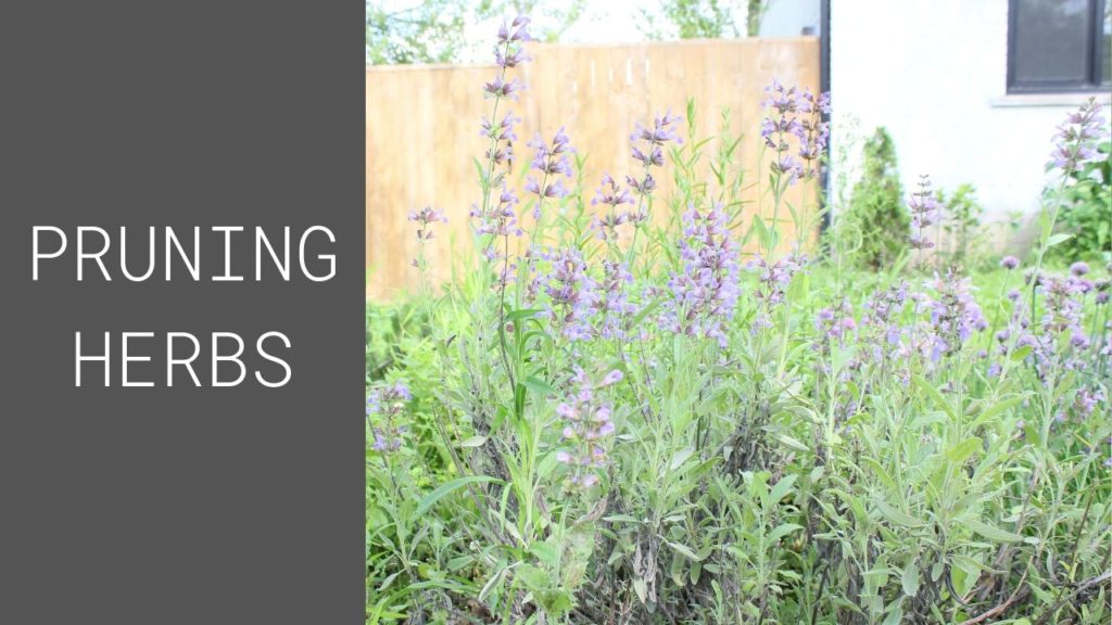 pruning herbs for beginners