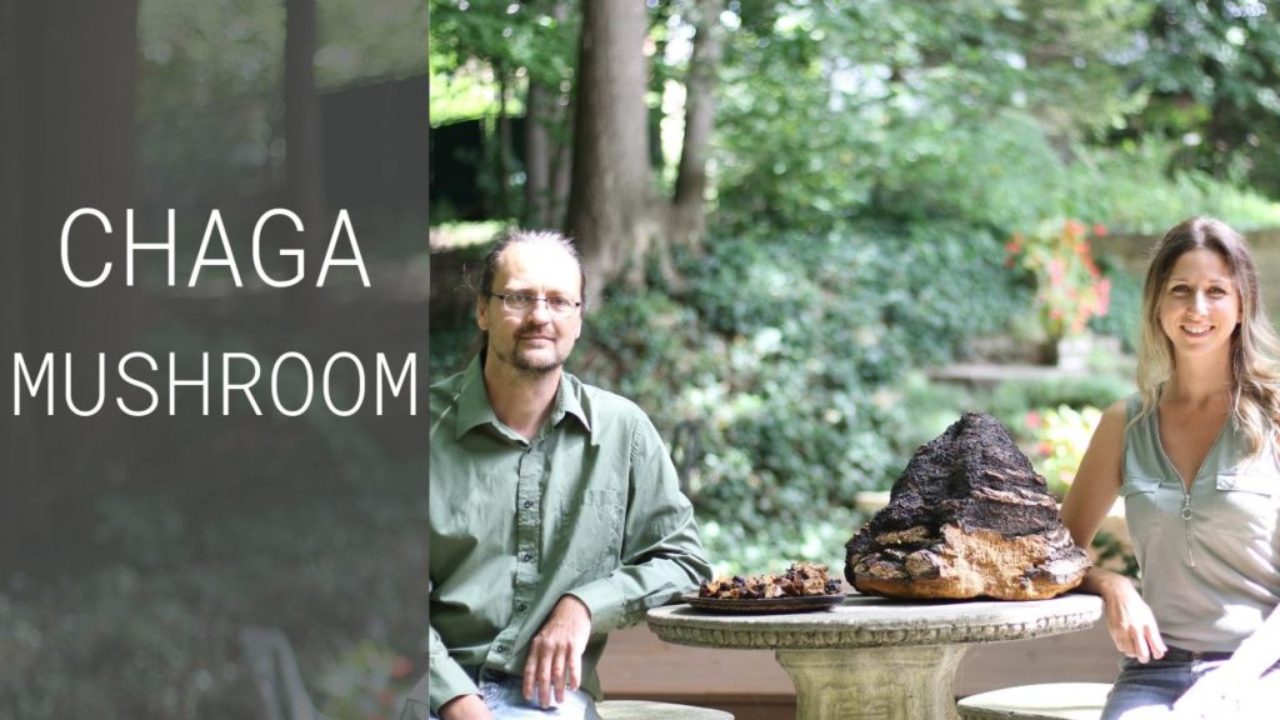 how to harvest chaga