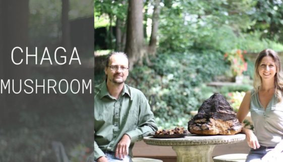 how to harvest chaga