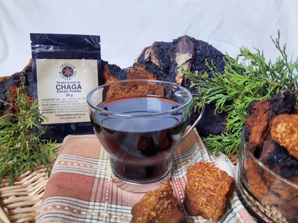 chaga mushroom tea