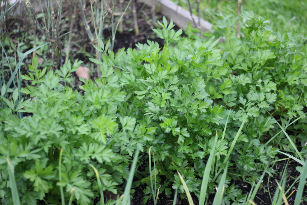 hardy herbs to grow outdoors - parsley