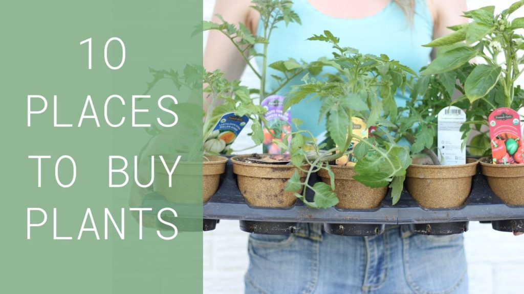 Where to buy plants