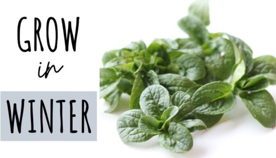 grow food in winter garden