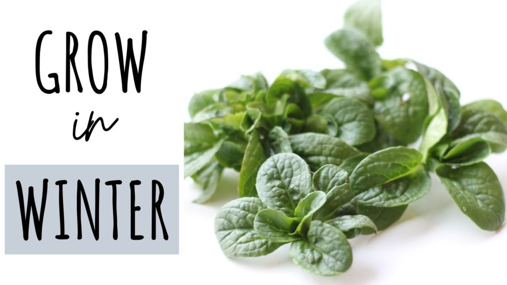 grow food in winter garden