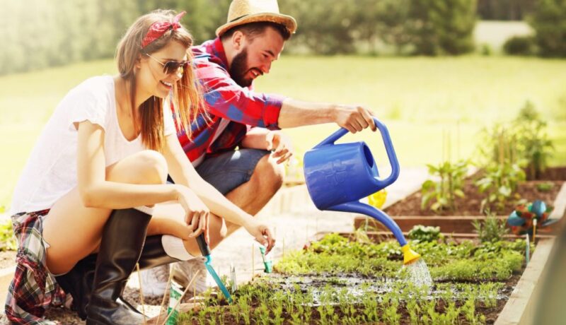 small garden beginner