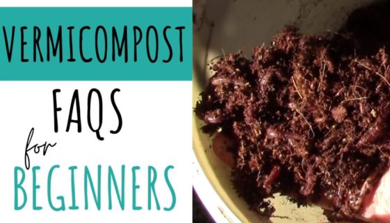 vermicomposting worm compost for beginners thumbnail