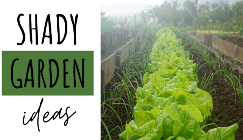 Shady Garden Vegetables