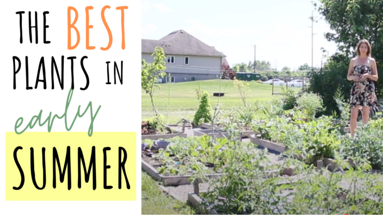 Early Summer Vegetables and Herbs