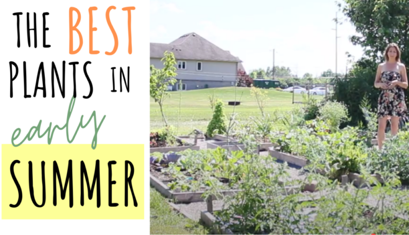 Early Summer Vegetables and Herbs
