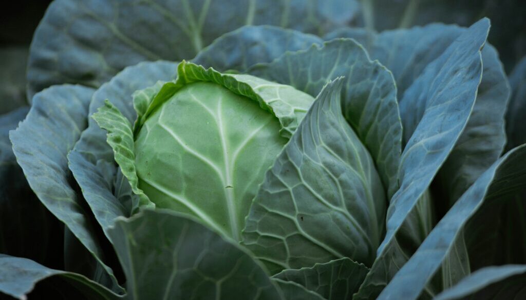 planting a fall kitchen garden