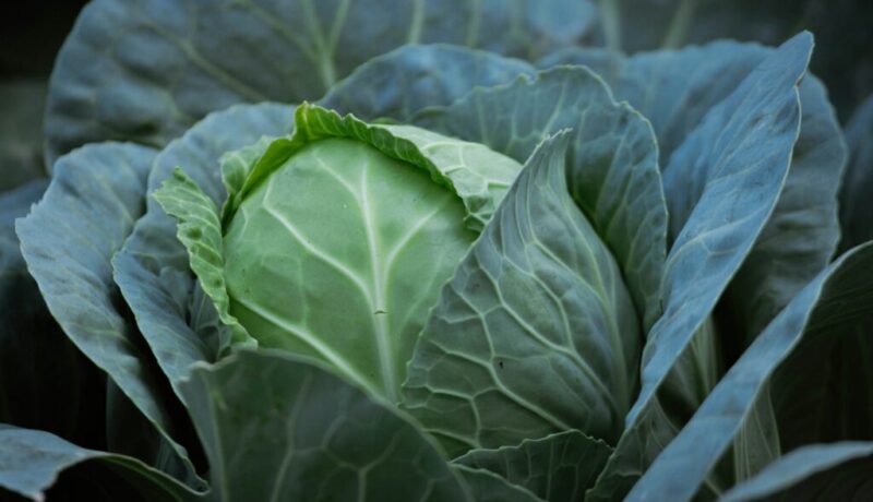 planting a fall kitchen garden