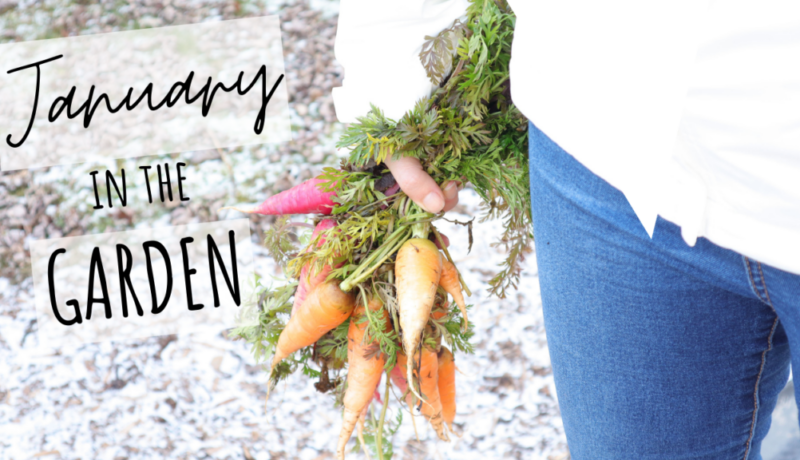 carrots winter garden