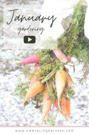 january winter garden carrots