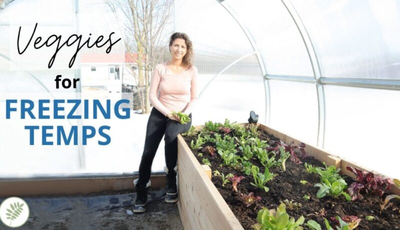 cold hardy vegetables to grow in a winter garden