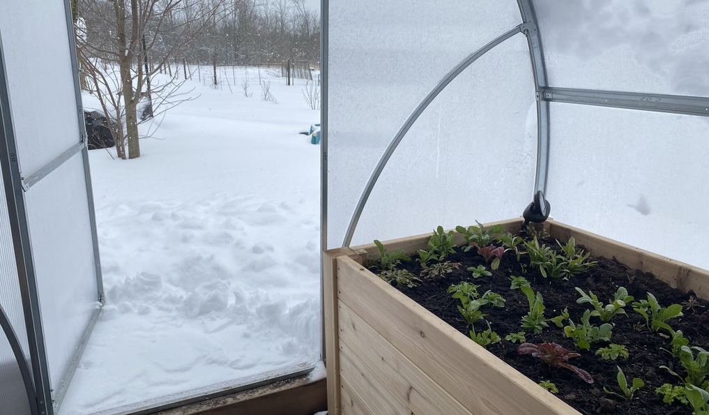 Cold hardy vegetables to grow