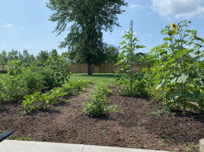 planning the garden rows