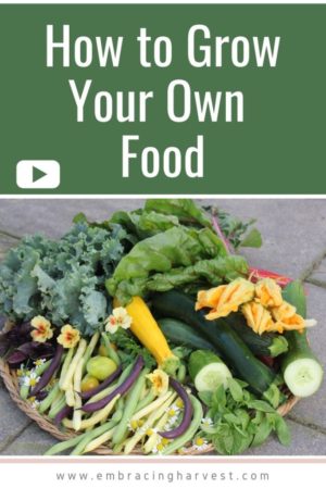 How to Grow Your Own Food Pinterest1
