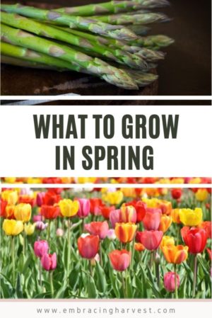 what to grow in spring garden tour 2021