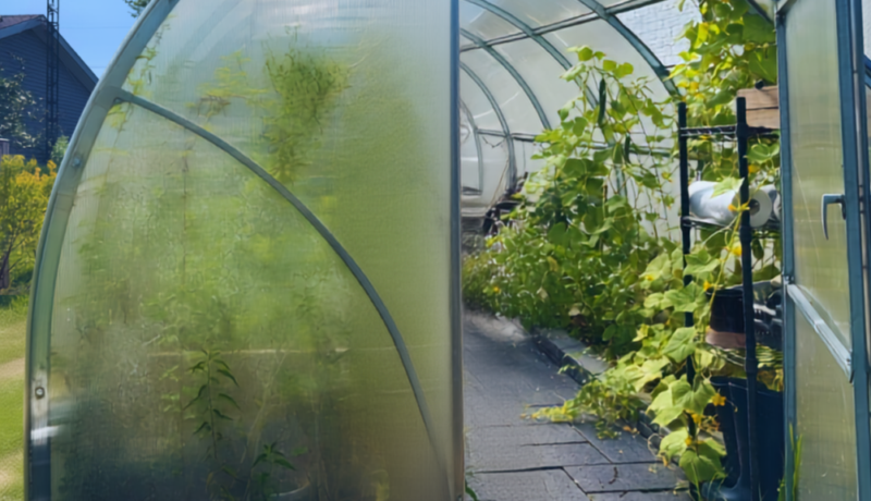 greenhouse gardening in summer