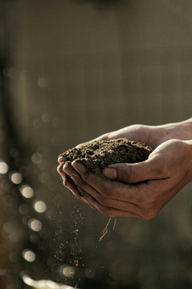 Hands planting in a small starter garden