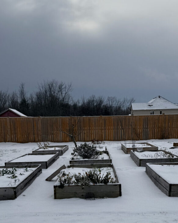 planning garden in winter