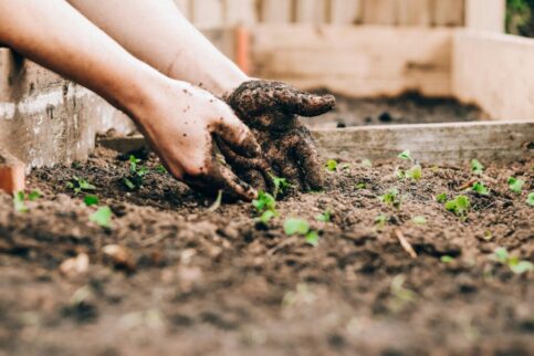 Seedlings in soft morning light for beginner gardening