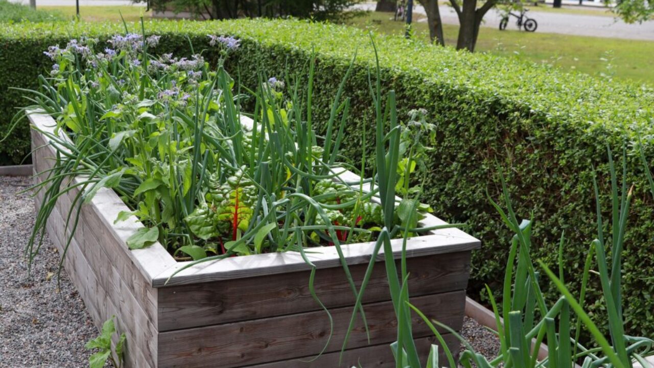 raised bed beginner garden