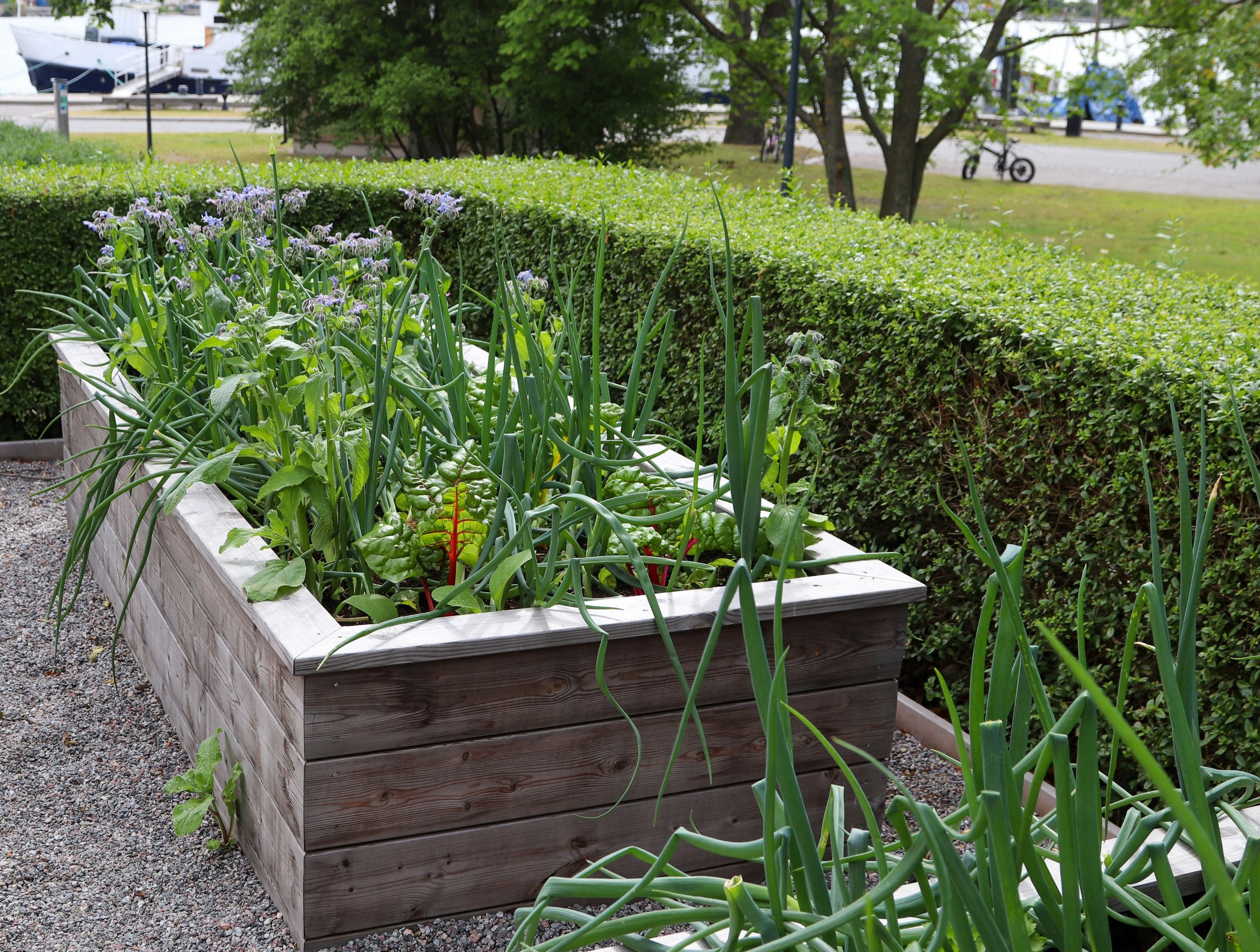 Beginner-friendly garden layout with herbs and vegetables