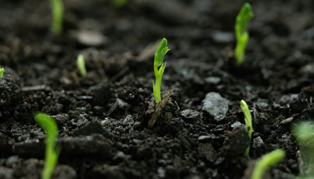 sprouts beginner garden