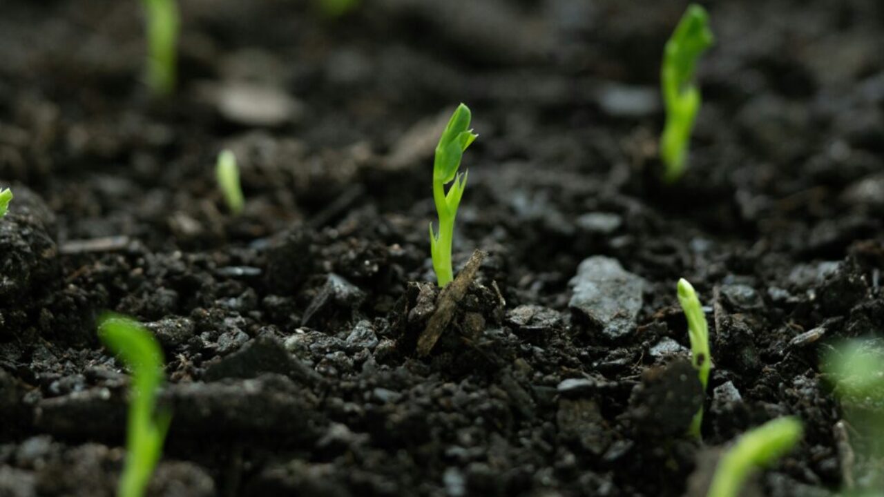 sprouts beginner garden