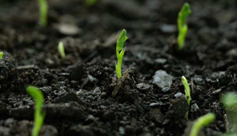 sprouts beginner garden