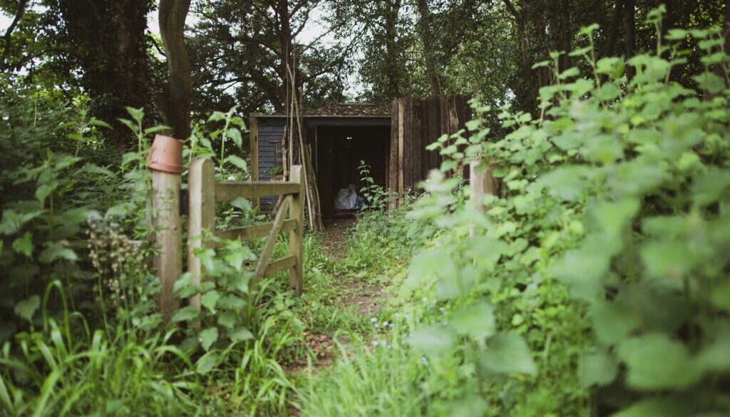 overgrown perennial garden
