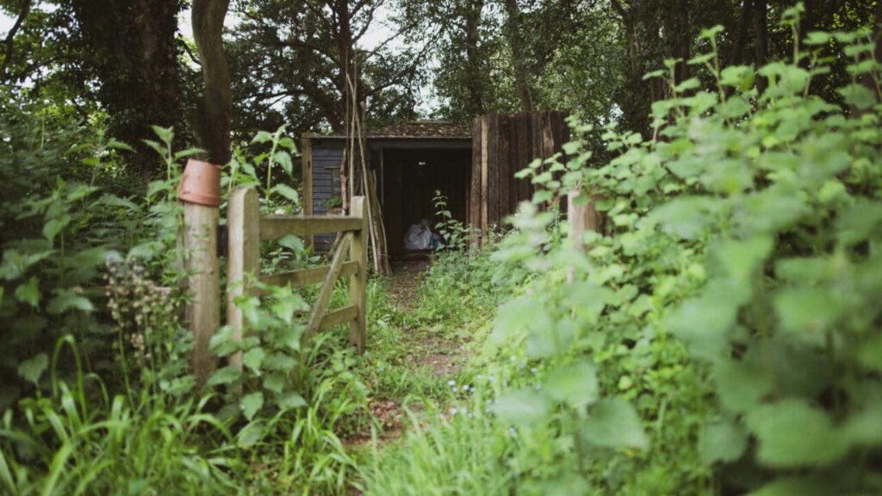 overgrown perennial garden