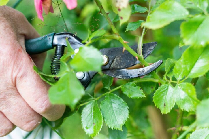 pruning perennials