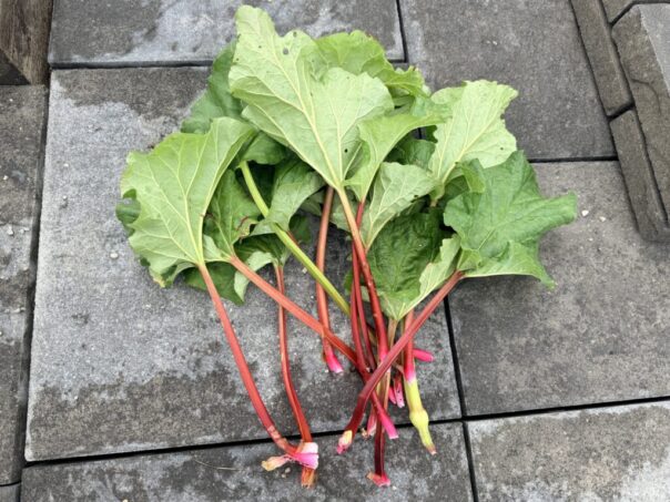 rhubarb perennial plant