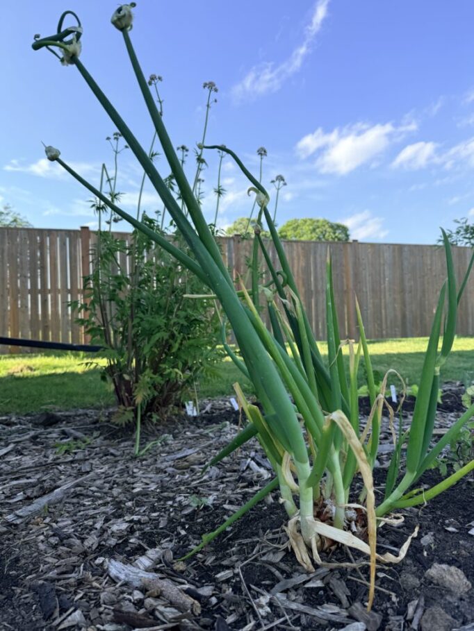 Egyptian Walking Onion Easy Perennial Vegetable