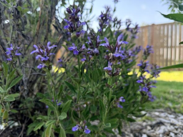 Sage Easy Perennial Herb