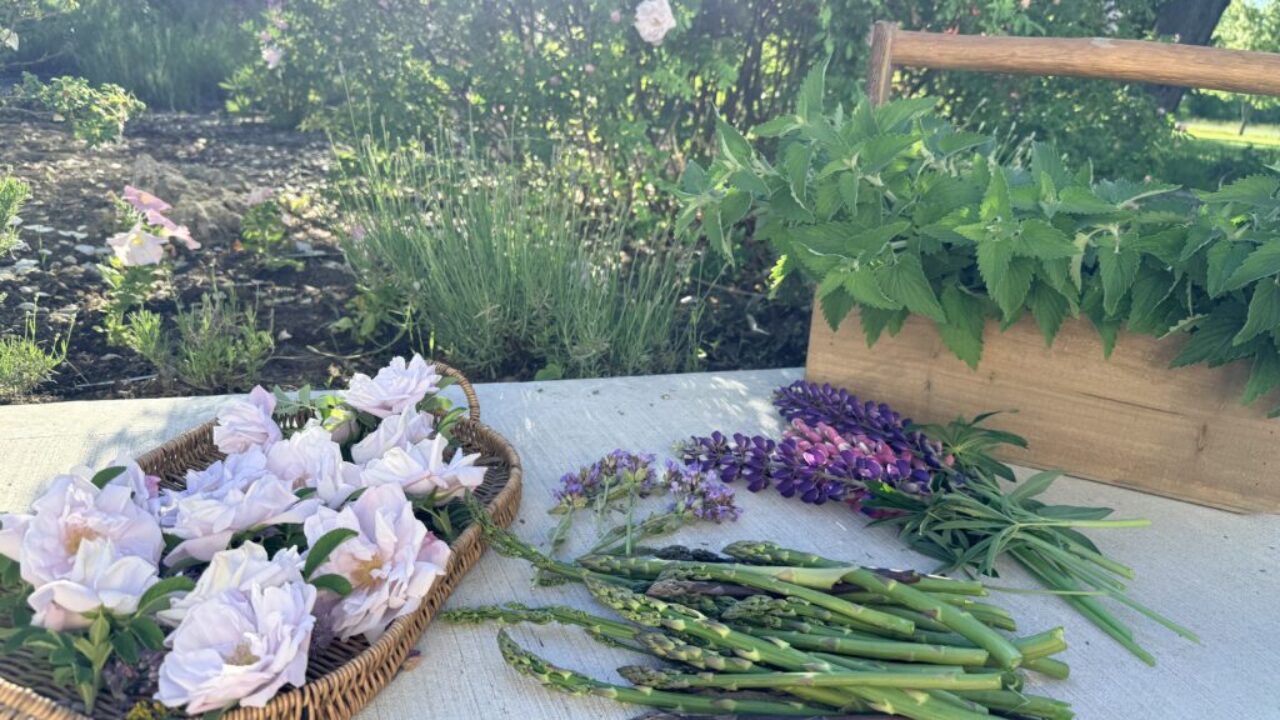 Low Maintenance Perennial Garden
