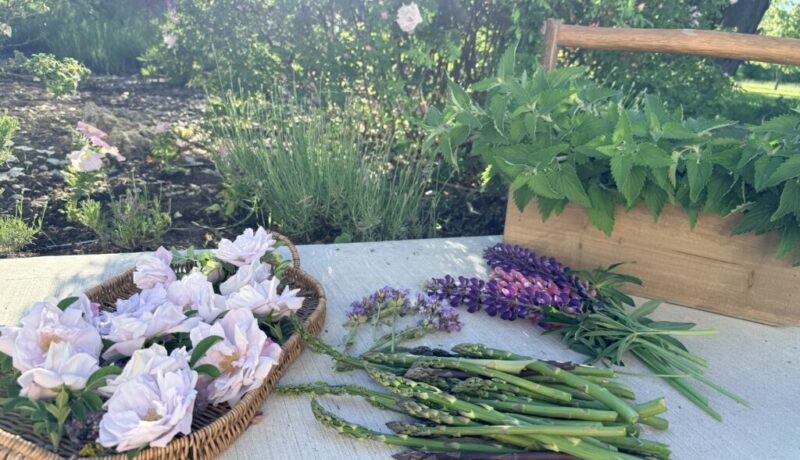 Low Maintenance Perennial Garden