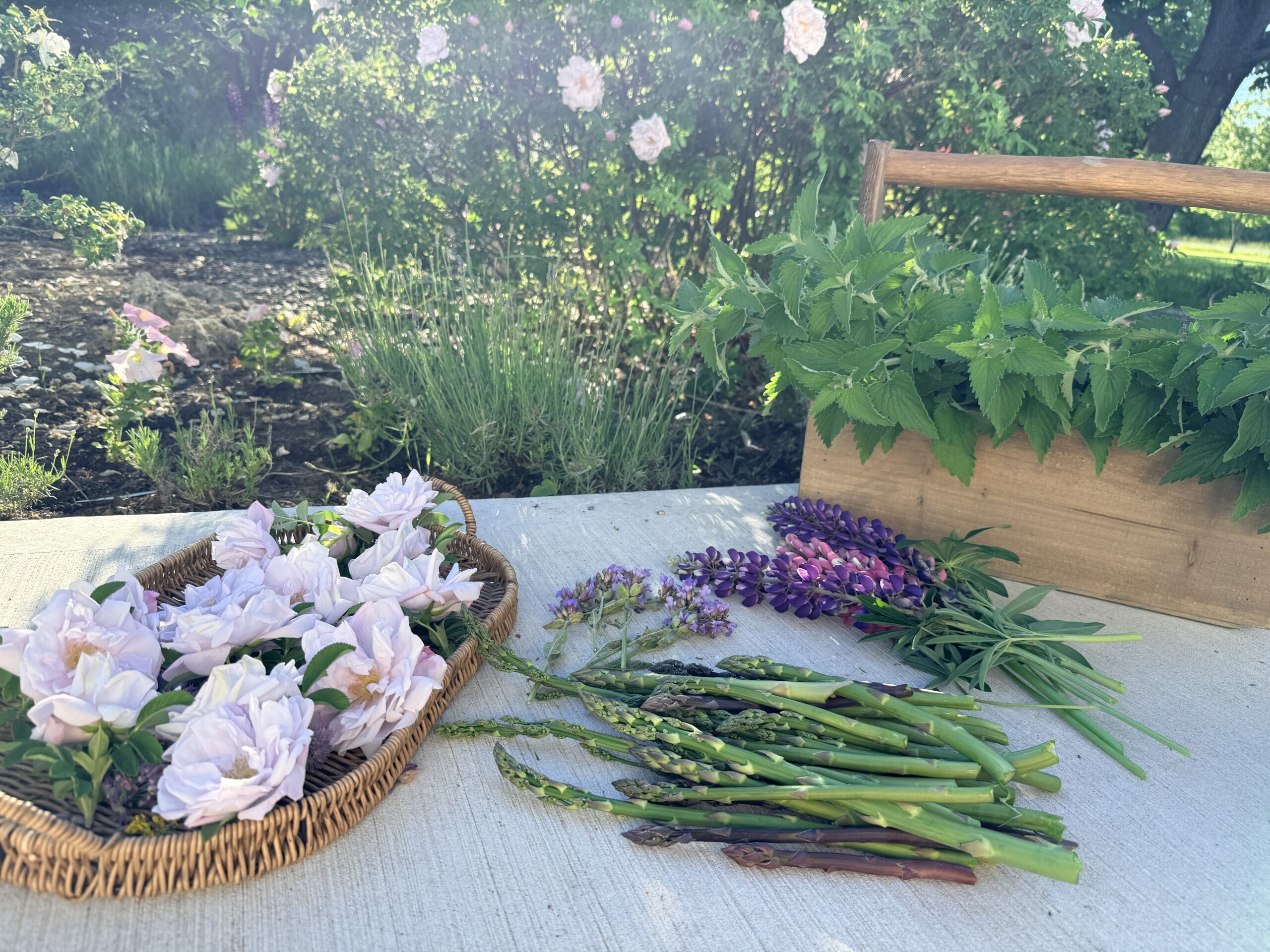 Easy perennial plants to grow