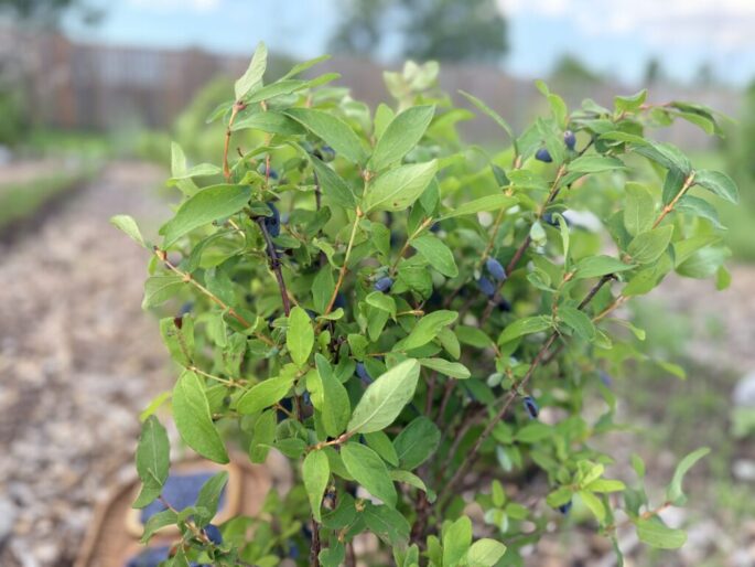 Haskap Easy Perennial Berry
