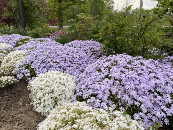 Creeping Phlox Easy Perennial Flower Embracing Harvest