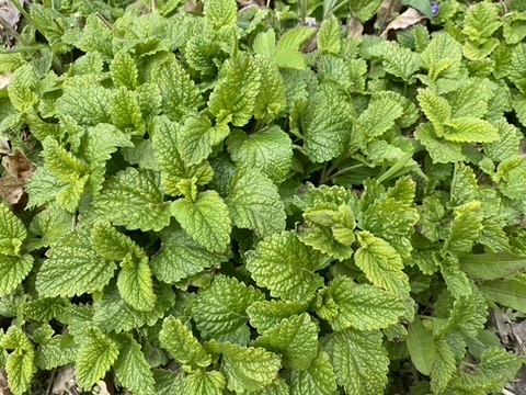 Lemon Balm Easy Perennial Herb Embracing Harvest