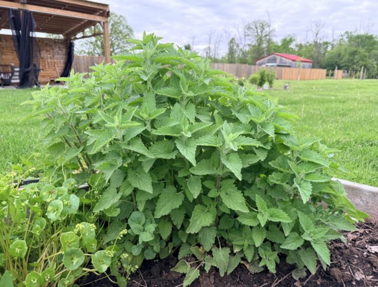 Catnip Easy perennial herb